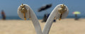 Brincos Onda Do Mar ZAIA